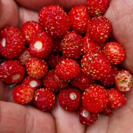 Derkaczowa Kotlina Çiftlik konaklama *