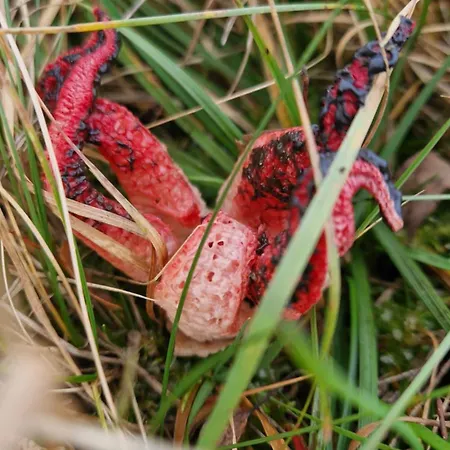 Derkaczowa Kotlina * Gniewoszów