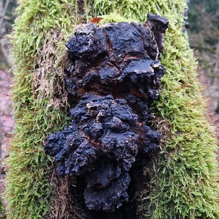 Derkaczowa Kotlina Çiftlik konaklama Gniewoszow (Lower Silesia)