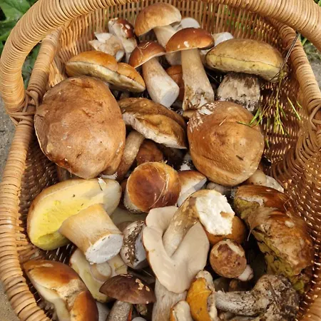 Derkaczowa Kotlina Gniewoszow (Lower Silesia)