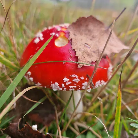 Çiftlik konaklama Derkaczowa Kotlina
