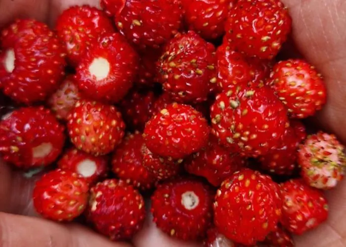 Derkaczowa Kotlina Farm stay *