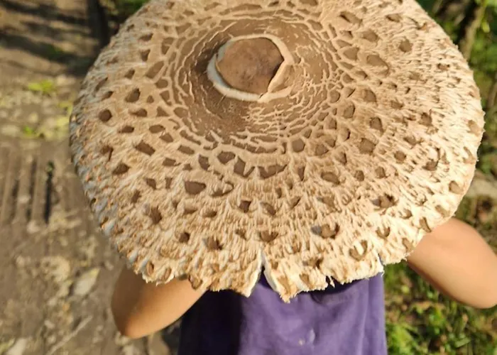 Derkaczowa Kotlina * Gniewoszow (Lower Silesia)