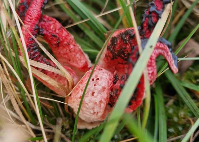 Derkaczowa Kotlina * Gniewoszow (Lower Silesia)