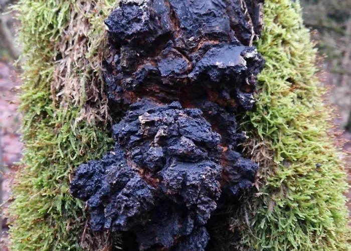 Derkaczowa Kotlina Gospodarstwo agroturystyczne Gniewoszow (Lower Silesia)