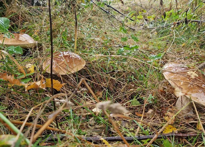 Derkaczowa Kotlina *