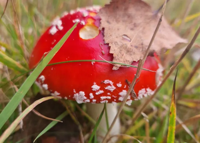 Farm stay Derkaczowa Kotlina